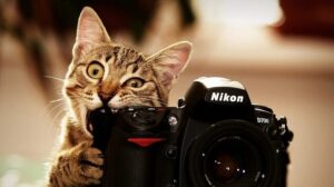 Test image